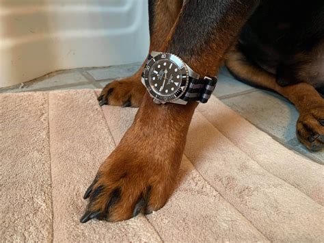 My Friends Dog Got A New Watch Rrolex