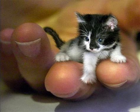 5 Cutest Kittens You Will Ever See ~ The Pets Mart Cute Animals