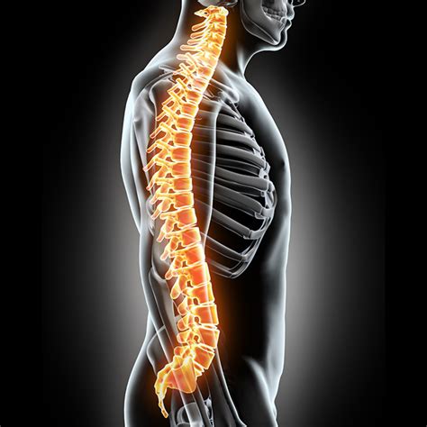 Puede borrar la cuenta de cliente en cualquier momento. Huesos de la columna vertebral