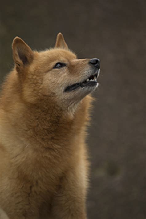 Finnish Spitz Breeds A To Z The Kennel Club