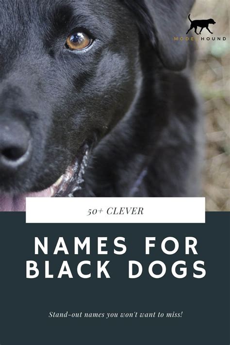 What Does It Mean When You See A Black Dog