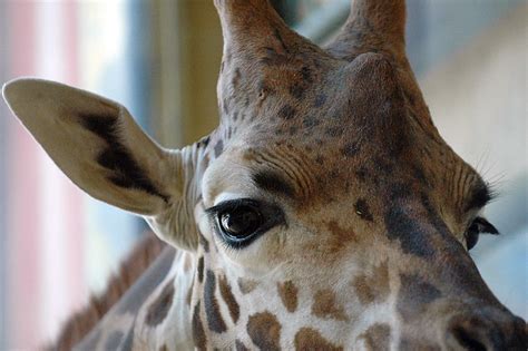 Giraffe Eye Flickr Photo Sharing