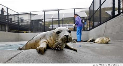 Marine Mammal Center Ready For Patients People