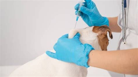 How To Give A Dog Insulin A Vets Guide Petsradar