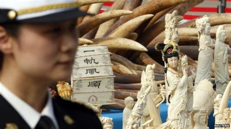 Uncovering Chinas Illegal Ivory Trade Bbc News