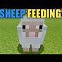 What Do Sheep Eat Minecraft