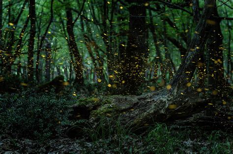 Fireflies Night In The Forest With Fireflies Photograph By Ivan