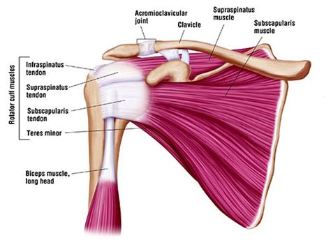 Best Rotator Cuff Strength Exercises The Barbell Physio