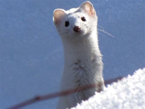Snow Weasel A Cropped Reposting Of The Long Tailed