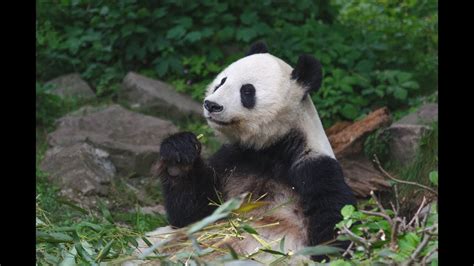 Cute Giant Panda Eating Bamboo Youtube