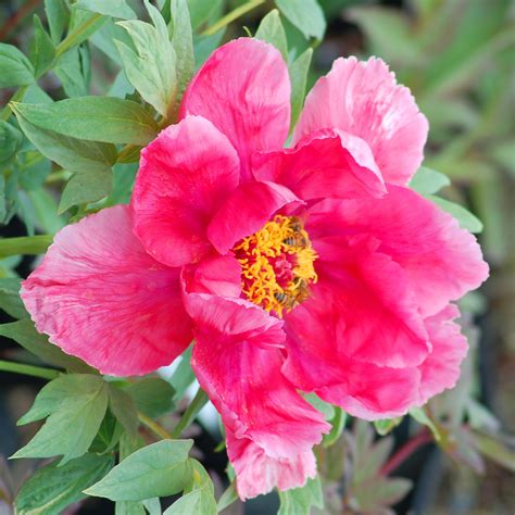 How To Get Your Peony Plants Off To A Great Start Peony Care Growing