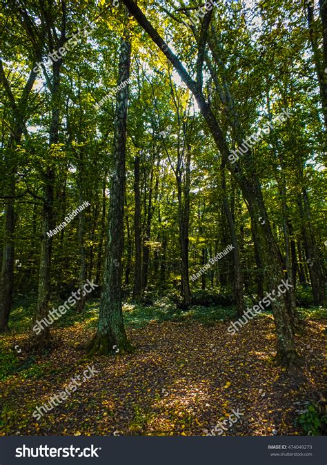 Forest Stock Photo 474049273 Shutterstock