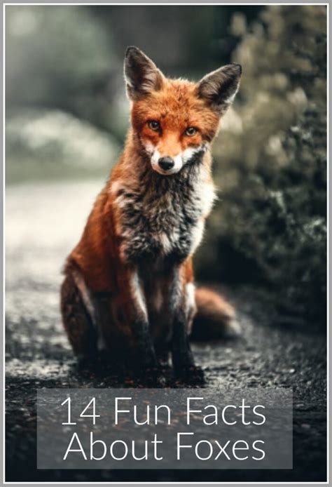 14 Fun Facts About Foxes Jenny At Dapperhouse