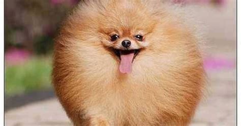 A Very Poofy Pommie Cuteness Pinterest Pomeranians Animal And Dog