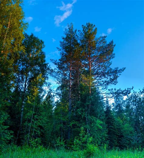 Season Summer Forest Pine Trees Stock Photo Image Of Heaven