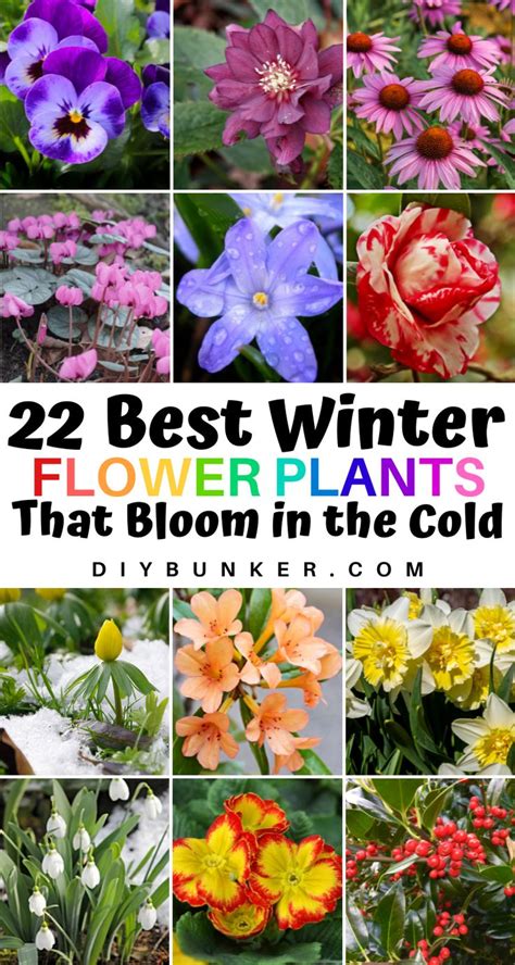 22 Beautiful Winter Plants And Flowers That Survive The Cold