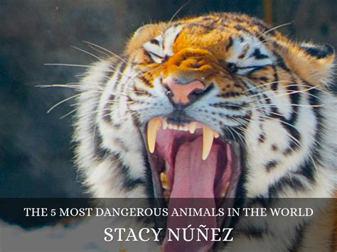 The 5 Most Dangerous Animals In The World By Stacy