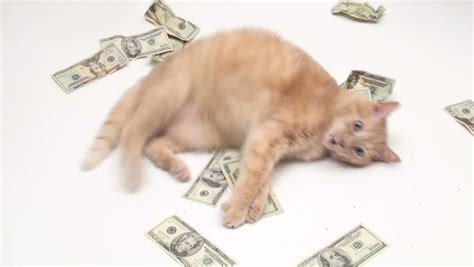 Moneycat helped me complete the procedure as quickly as possible to receive the money. Fat Cat With Money V2 - NTSC Stock Footage Video 767857 - Shutterstock