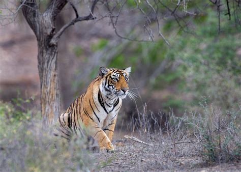 Game Drives In Ranthambhore India Audley Travel Uk