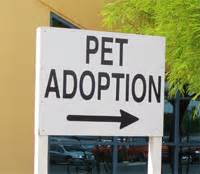 Rescue Me: Adopting a Pet in Las Vegas - Living Las Vegas