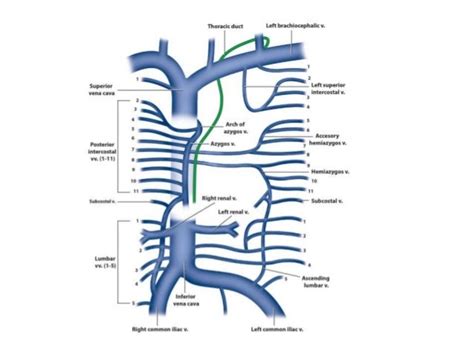 Azygos System Of Veins