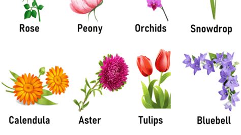 5 Petal Flower Names Best Flower Site