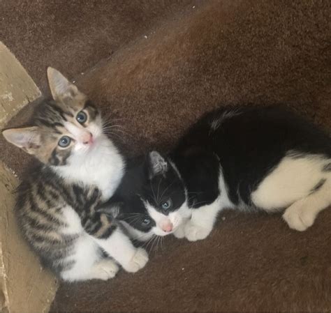 Gorgeous Tabby Kittens Ready To Be Adopted In Harrow London Gumtree