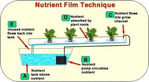 Hydroponic System Design Hydroponic Systems Commercial Hydroponic