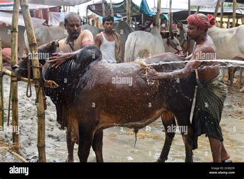 Cattle Sellers Bathing An Ox At A Cattle Market Ahead Of Eid Al Adha