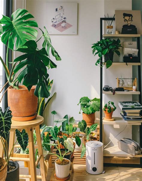 Houseplants Pictures Download Free Images On Unsplash