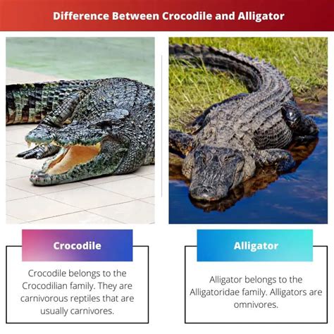 crocodile vs alligator difference and comparison