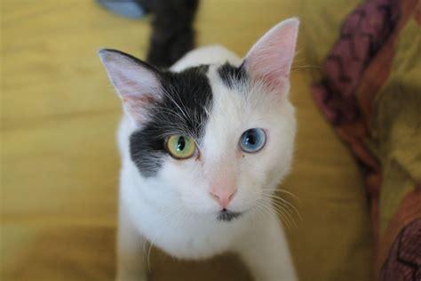 5 Fakta Kucing Odd Eye Si Manis Yang Warna Kedua Matanya Berbeda