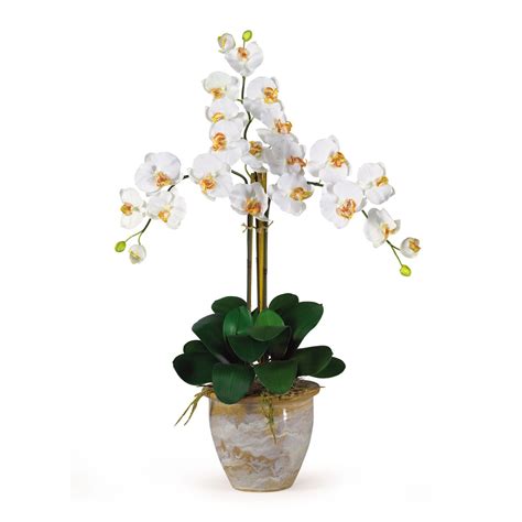 Triple Stem Phalaenopsis Arrangement Seasonal Orchid Flower