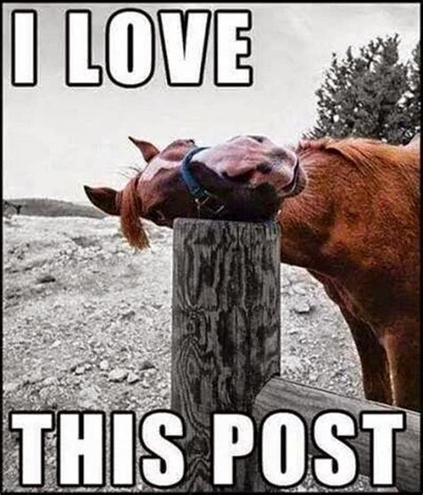 Equestrian Movement Love Your Horse Best Memes Of 2020