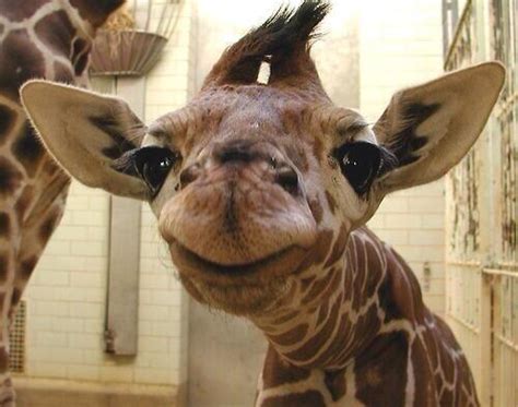 Funny Giraffe Pictures Tumblr