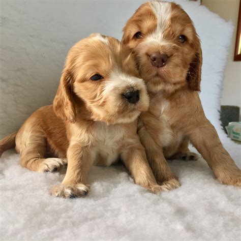 Cocker Spaniel Puppies For Sale Near Me