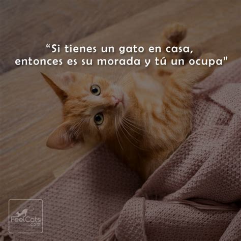 Descubrir 44 Imagen Frases De Gatos Amor Viaterramx