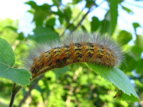 Salt Marsh Moth Caterpillar Estigmene Acrea Order Lepid Flickr