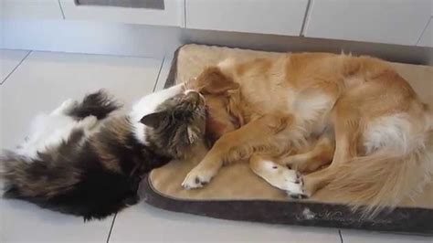 Funny Maine Coon Plays With His Golden Retriever Funny