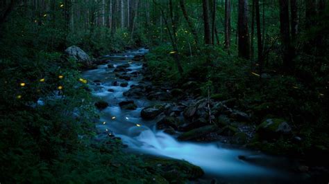 Smoky Fireflies Bing Wallpaper Download