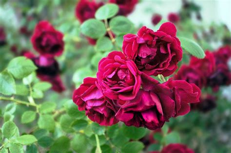 How To Care Roses Rose Care Tips Balcony Garden Web