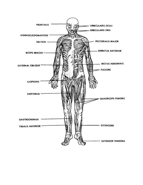 Look at the diagram in your workbook as we go through the different structures. Diagrams of Muscular System