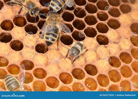 Honeybee Emerging From Cell In Beehive New Birth Stock Photo Image