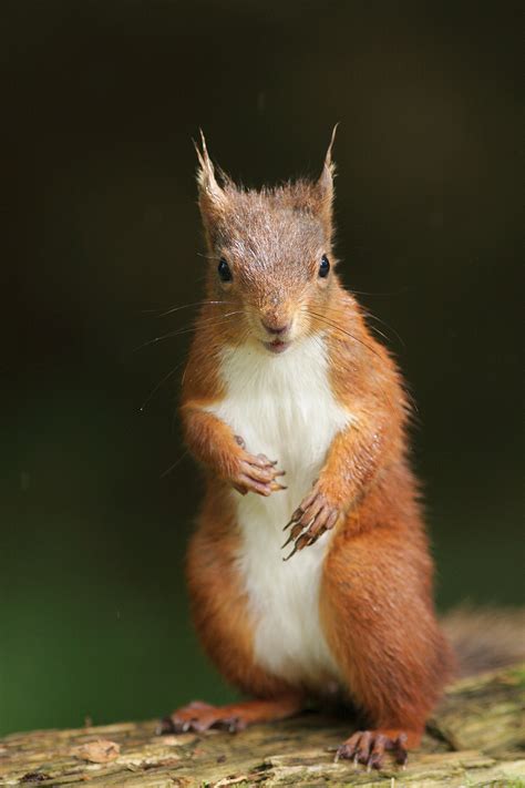 Red Squirrels Paul Miguel Wildlife Photography