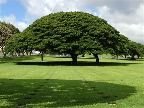 Hawaiian Landscapeoahu Hawaii Beautiful Tree In Oahuparticipation By