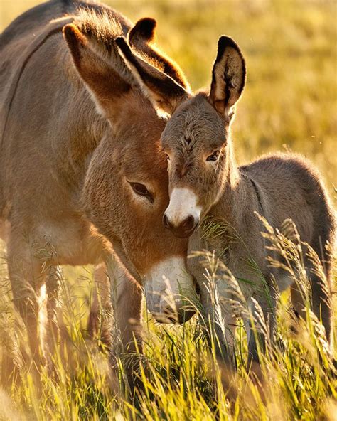 Wild Burros Mother And Foal Animals Beautiful