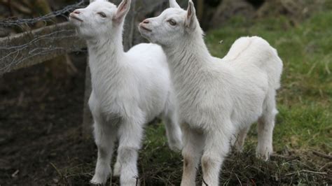 These Goatsheep Hybrids Were Born After A Nanny And Rams Secret Tryst