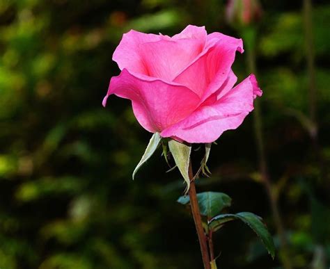 Significado De Las Rosas Rosas Expresa Tus Sentimientos Sin Palabras