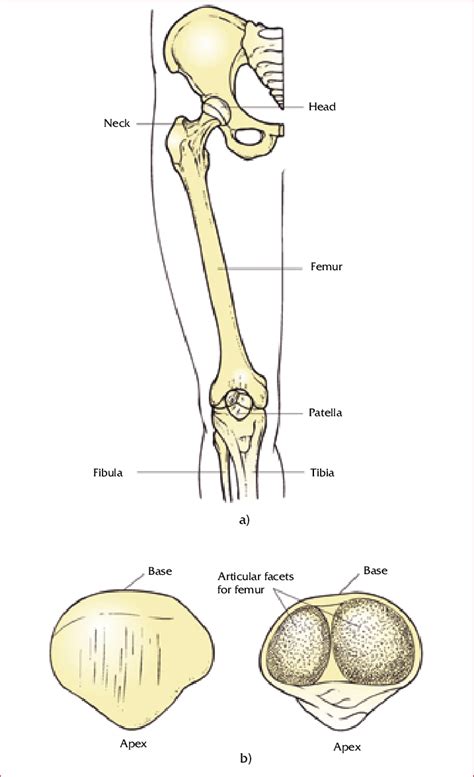 The phalanges connect to several muscles in the leg via long tendons. The bones of the upper leg and kneecap (patella). (a) The ...