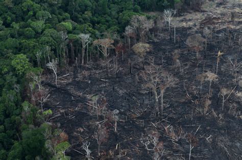 Deforestation In Amazon Rainforest Rose By 17 In 2020 The Wire Science